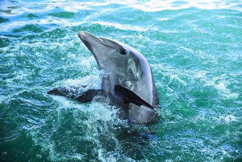 MSC Cruises, Grand Cayman, George Town, Dolphin Cove, Excursions - MSC Rights.jpg